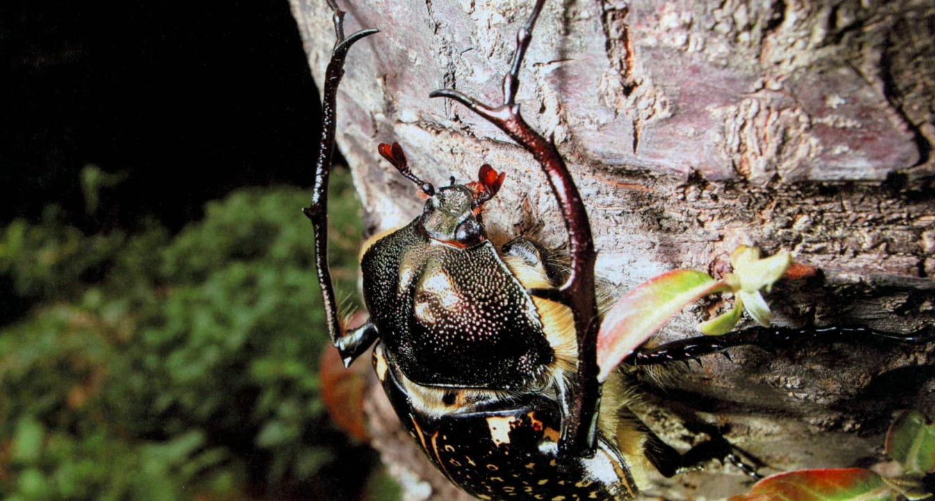 阳彩臂金龟已经灭绝了吗,阳彩臂金龟真的灭绝了没