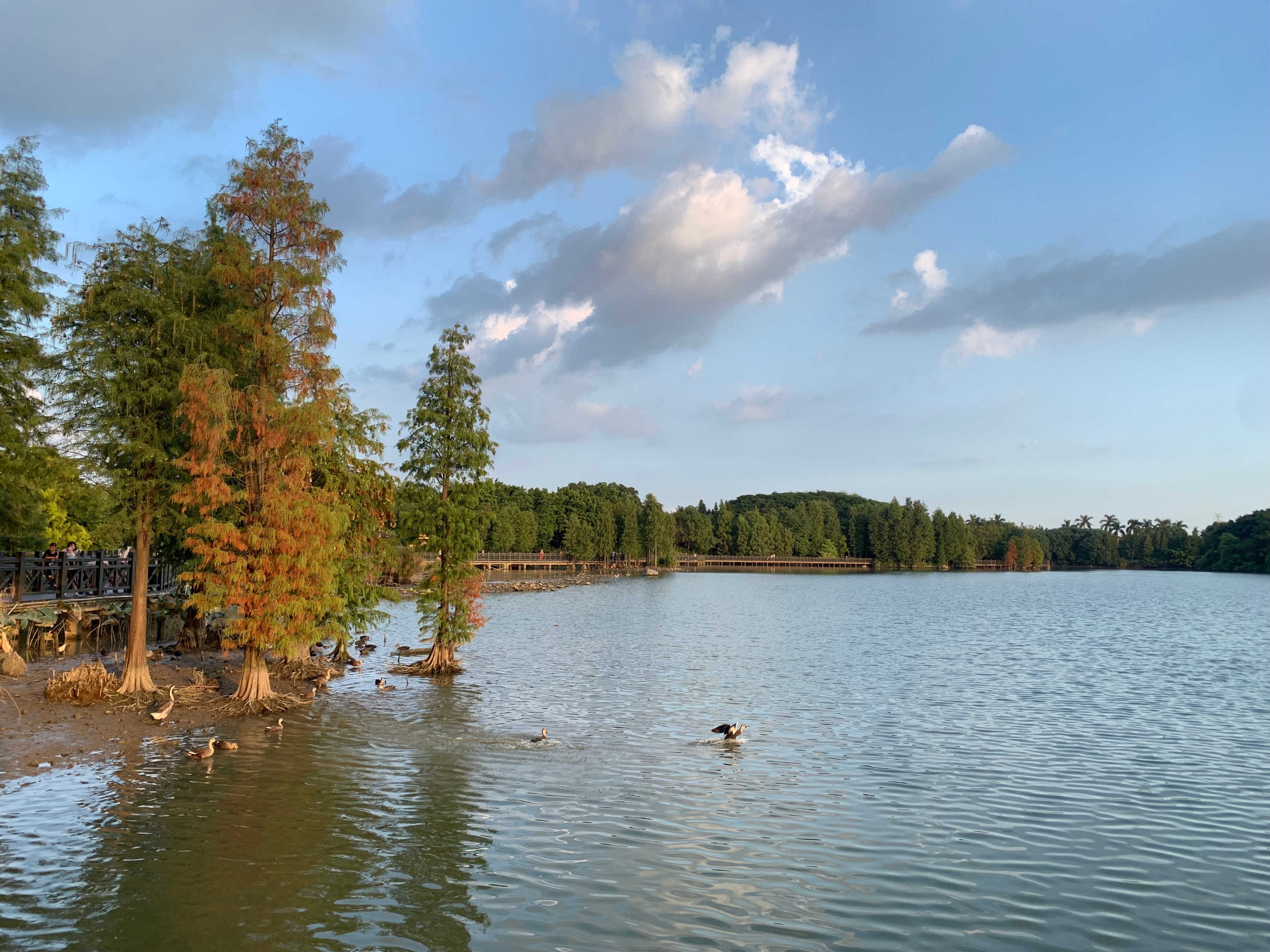 广州国庆假期一日游:南肾海珠湖国家湿地公园的最佳旅游攻略