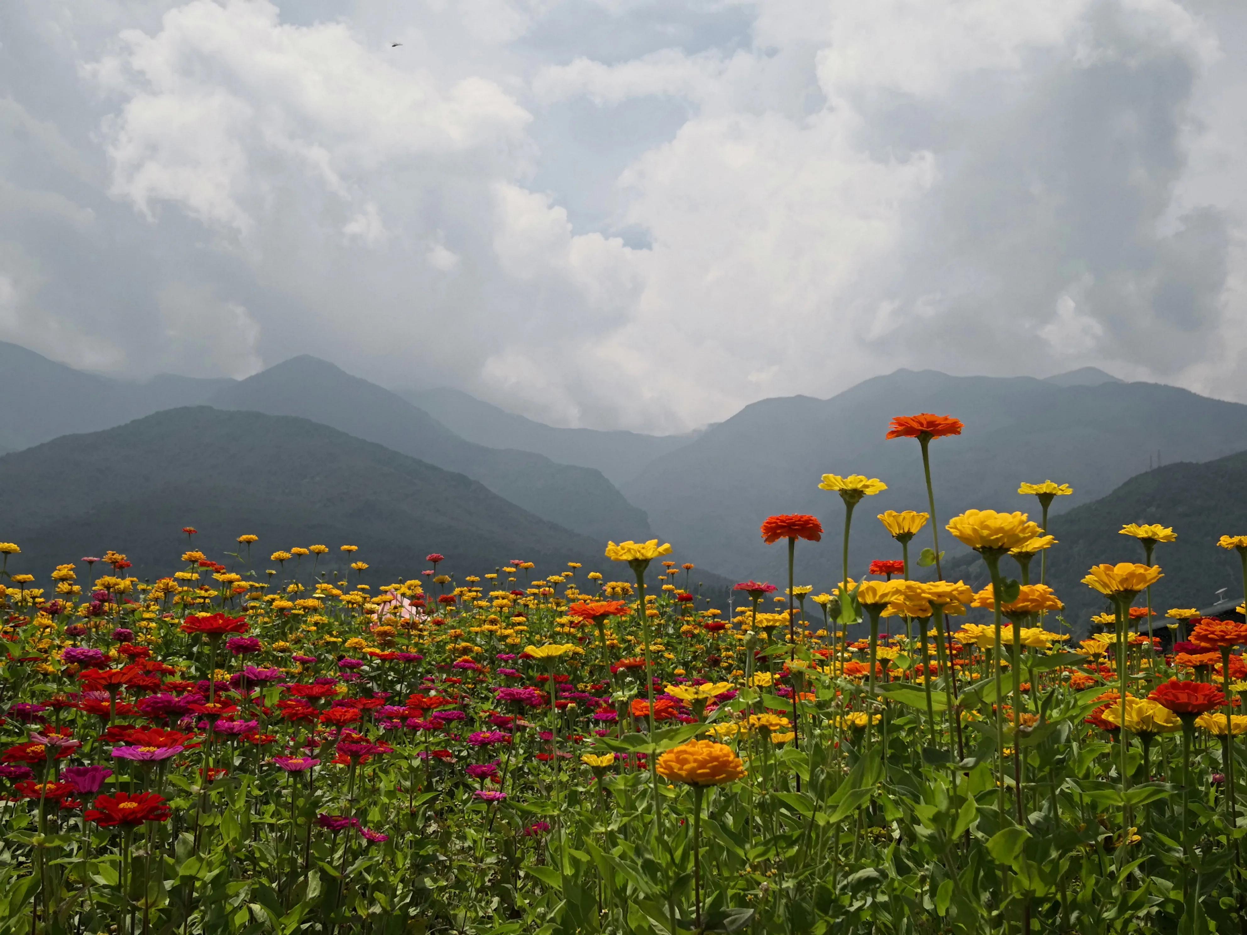 风花雪月的大理是什么意思,风花雪月的大理下关