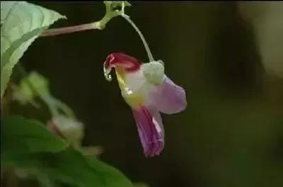 人生百味谁能不累熬过就是重生,人生百味谁能不累熬过了就是重生