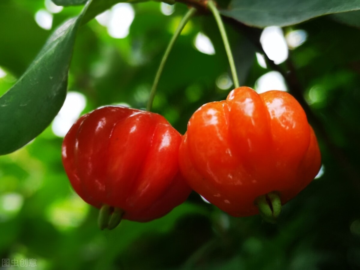 全球公认的6种水果,这六种比较贵的水果你吃过几种