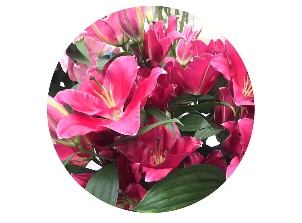 最美邂逅：百合博览园里美不胜收的名贵之花