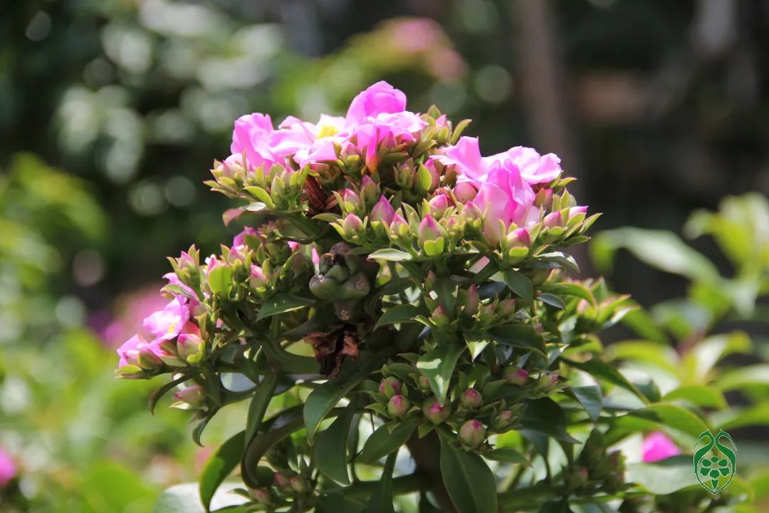 仙人掌花开的如此绚烂,仙人掌开花代表什么