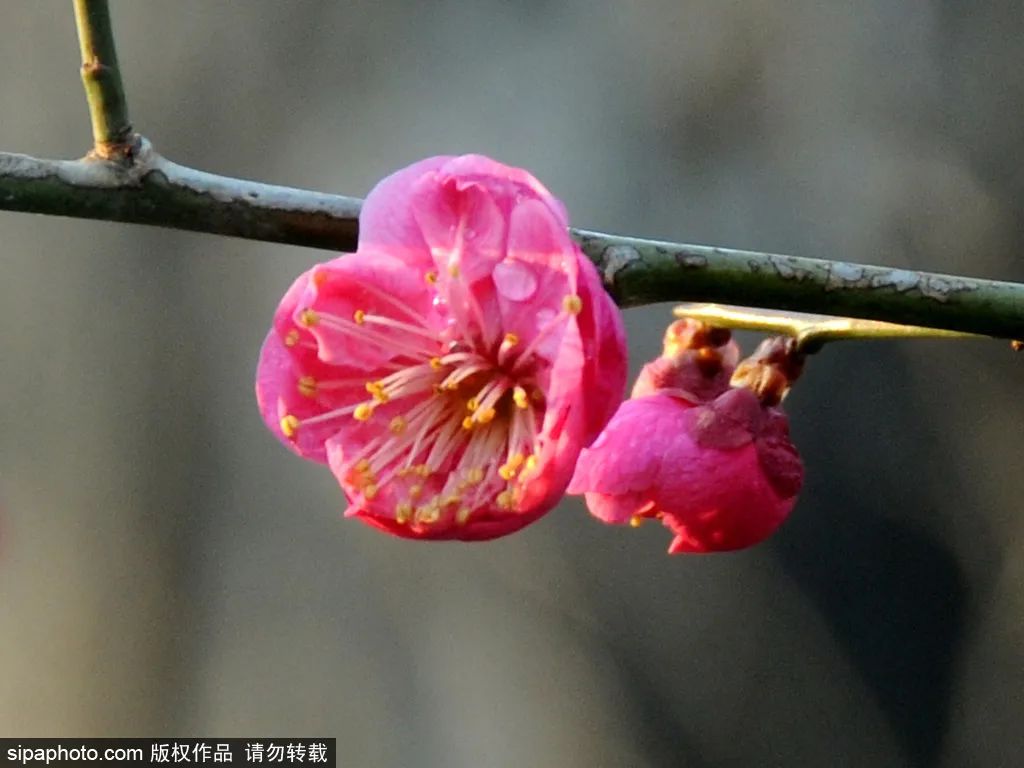 北京春花烂漫图,北京赏花梅花