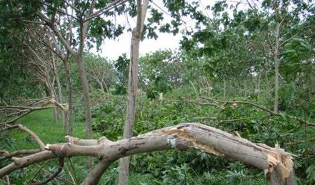 76岁农村大爷养鸡赚钱,小伙子在农村养鸡致富