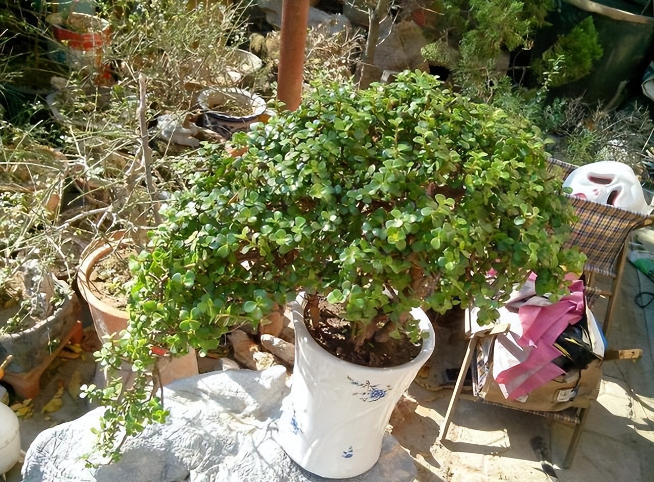 适合懒人在家养的10种花,户外适合懒人养的10种花