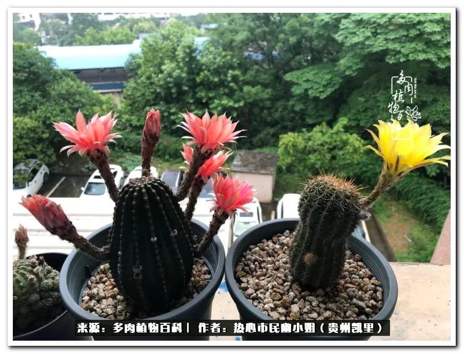 养多肉是件很幸福的事,养多肉养出好心情来