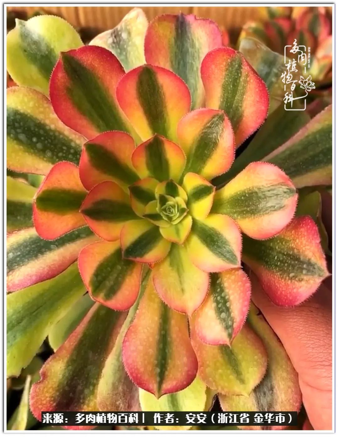 多肉法师花卉品种大全,多肉法师为什么叫法师