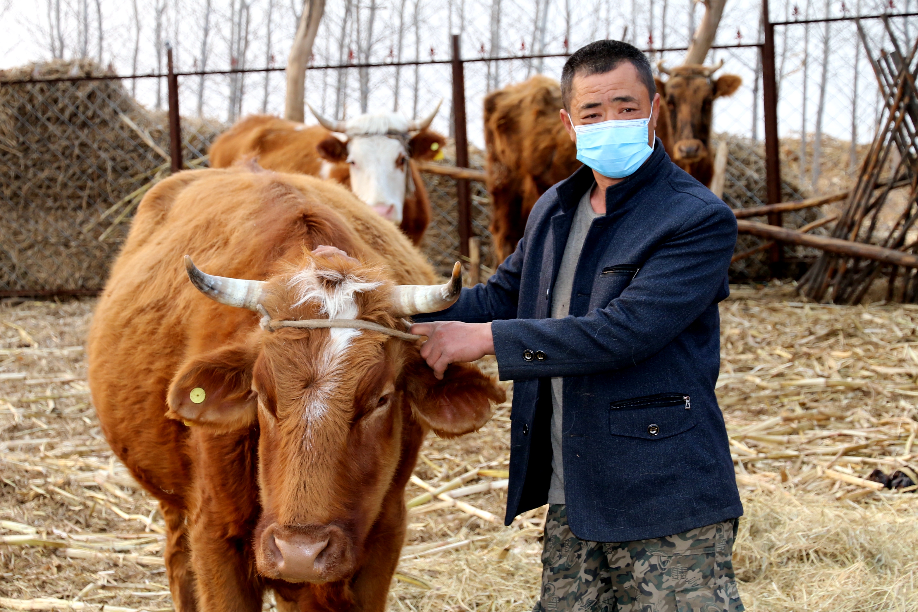 牛消化不良的原因及解决方法,牛消化吸收不好怎么调理