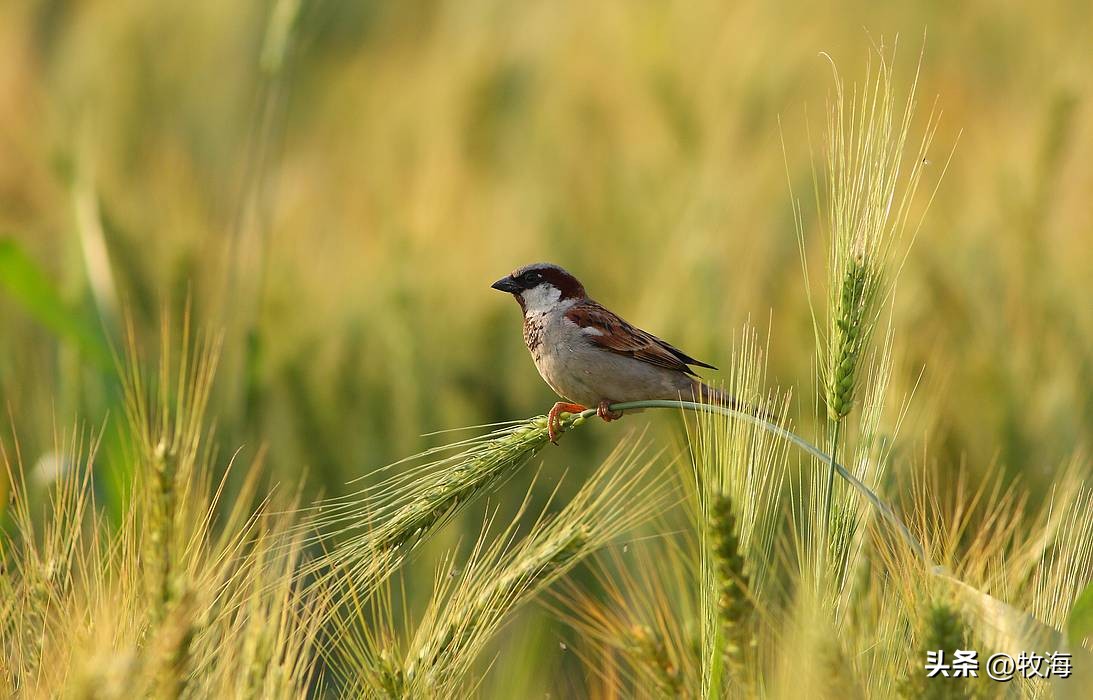 麻雀的寿命大约能活到多少,麻雀的寿命最长能活多少年
