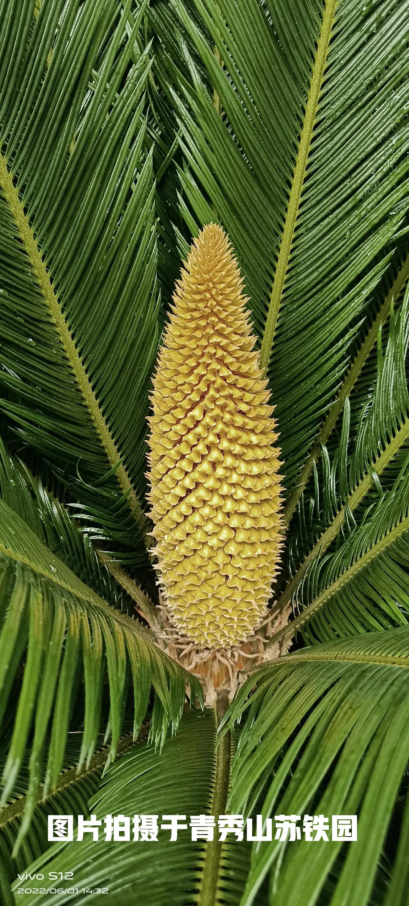 千年铁树开花完整版,千年铁树开花打一小说名