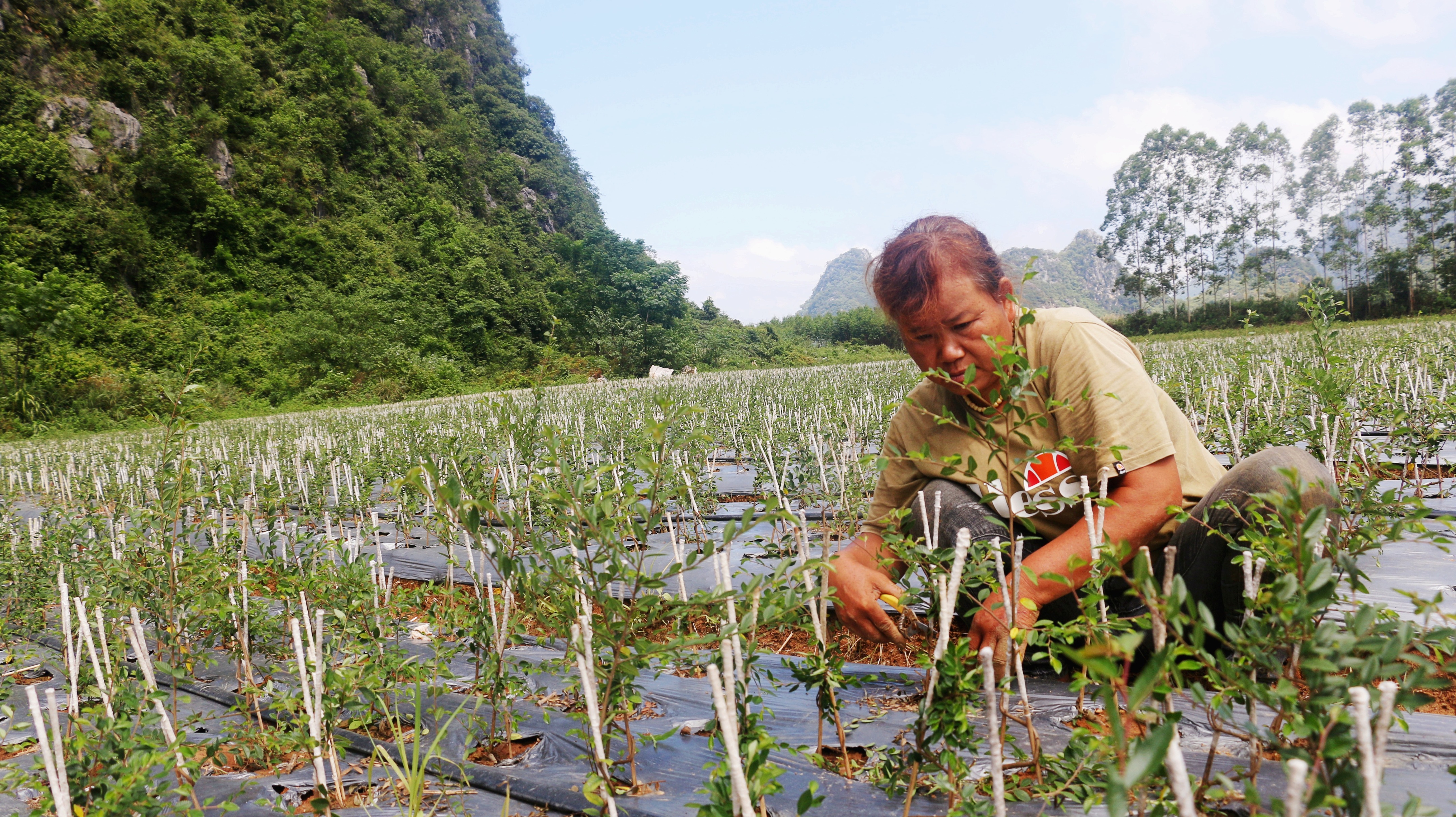 广西钟山：“绿色银行”点“绿”成“金”