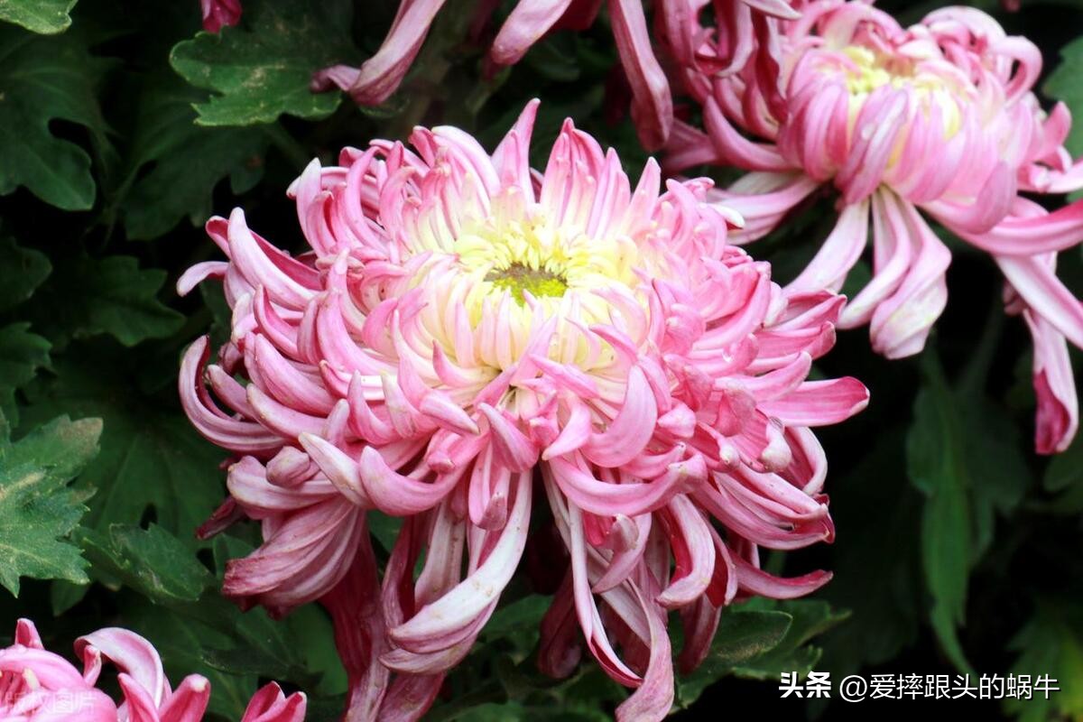 十二花神图谱完整版,工笔画十二花神欣赏