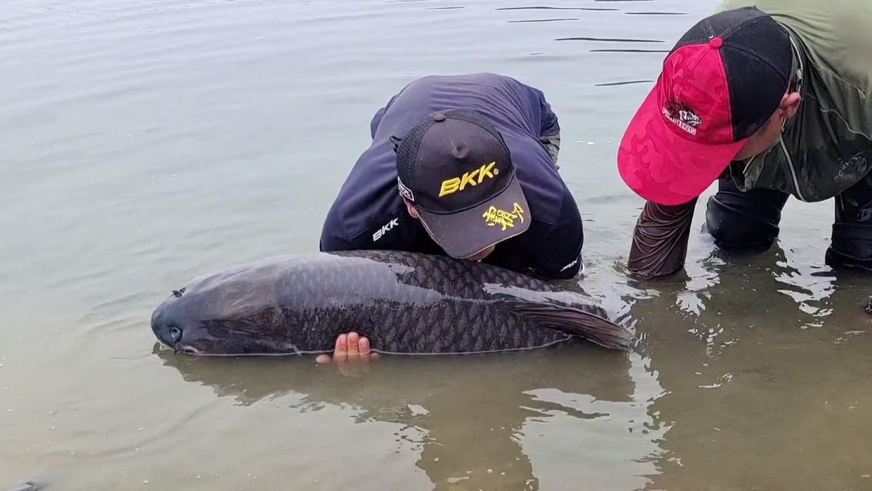 钓鱼人钓获“百斤青鱼王”,丹江口钓获最大青鱼纪录