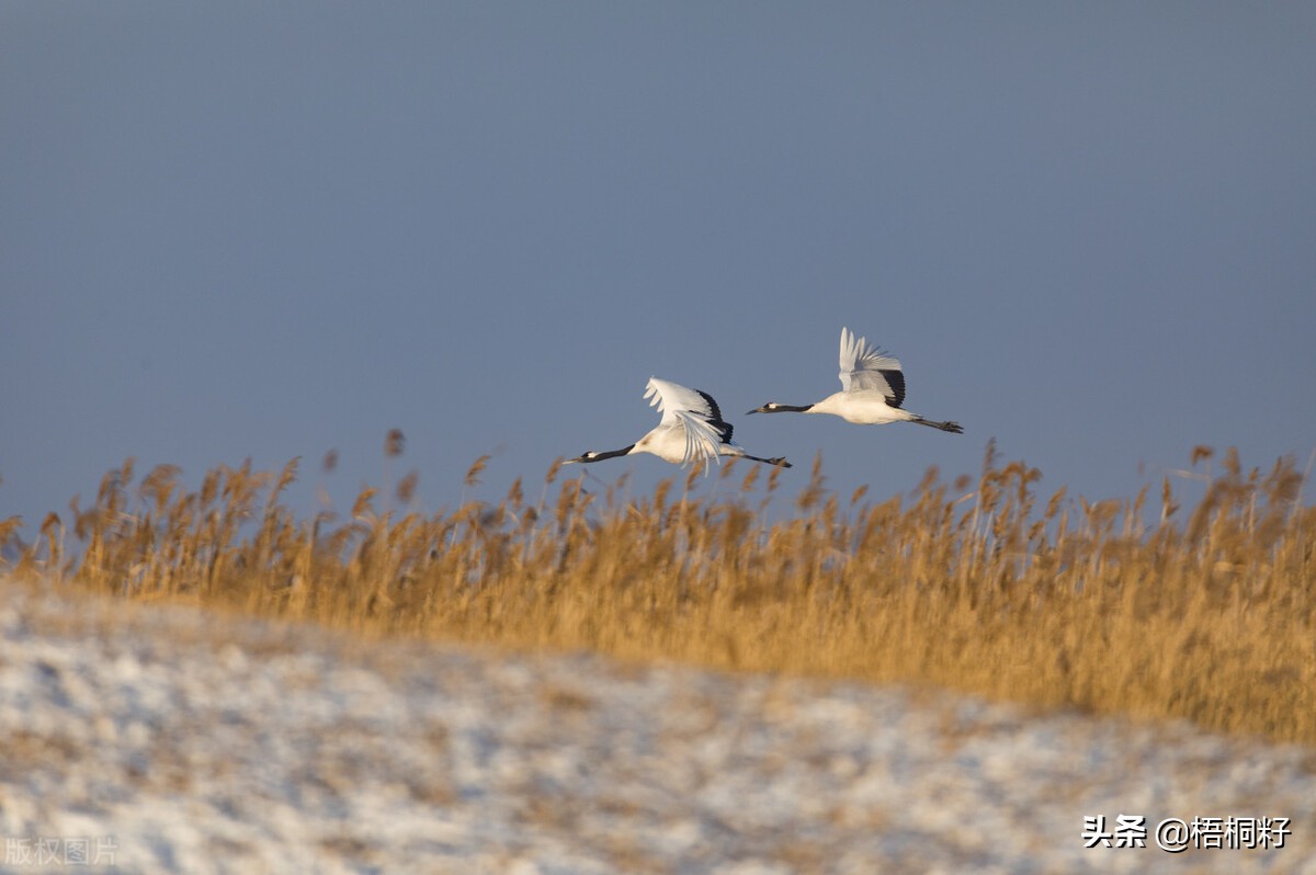 大爷爷和*奶大**奶的一生
