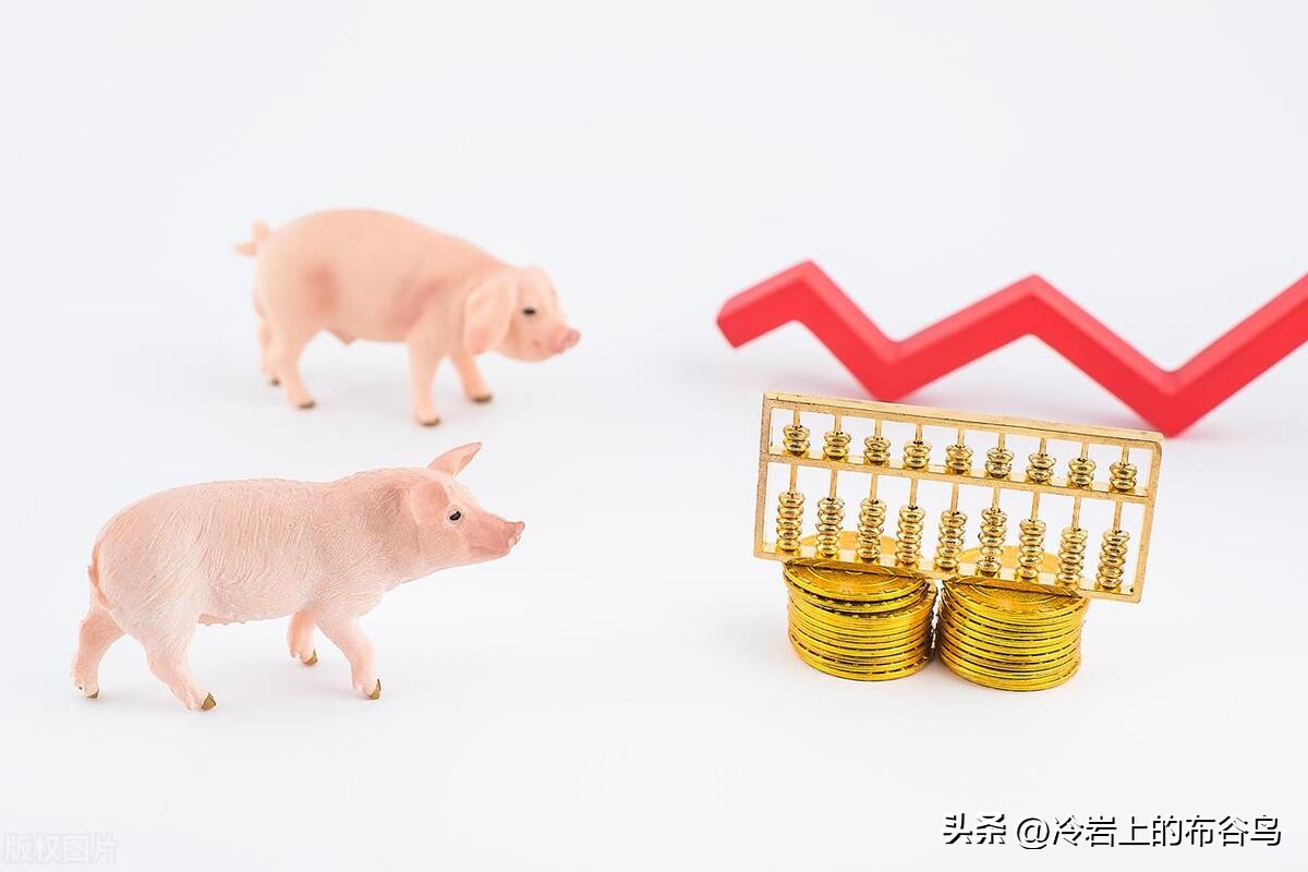 引进美国的1000头SPF级GGP“猪八戒”到底为何物？必须要进口吗？