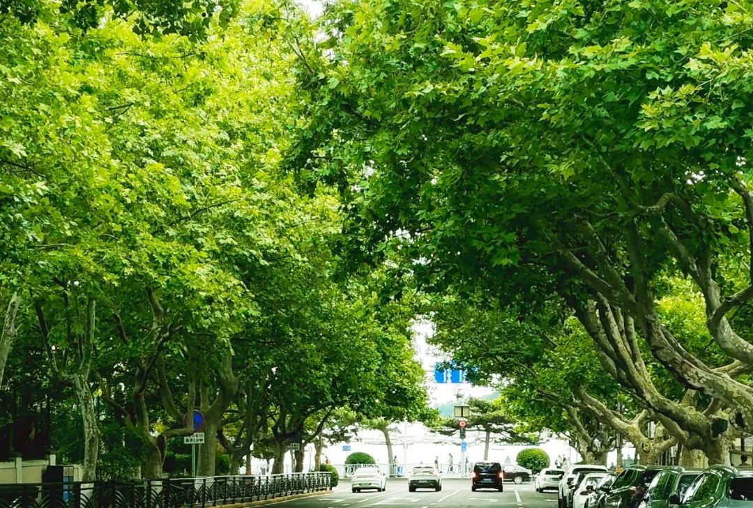 青岛绝美的一条路,青岛都是树的风景路