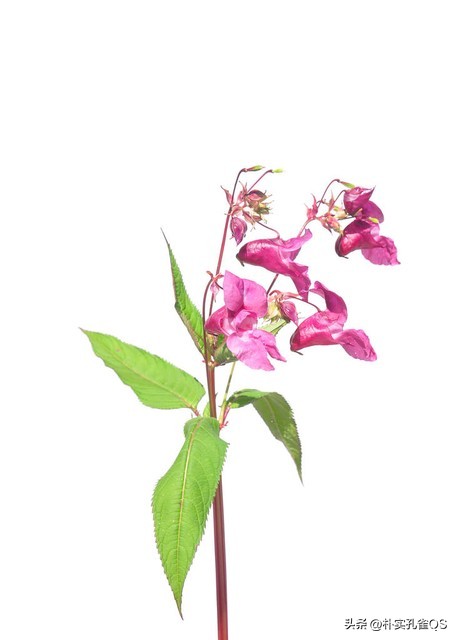 凤仙花指甲笔官方旗舰店,凤仙花歌曲