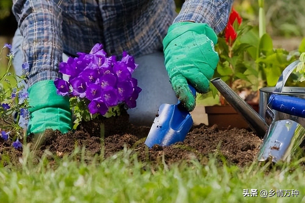 现代花园花卉种植方法图片,花园花卉种植图案