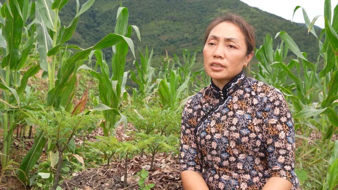 「强国复兴有我」看绿春最强创业搭档，将“小魔芋”变身“金疙瘩”