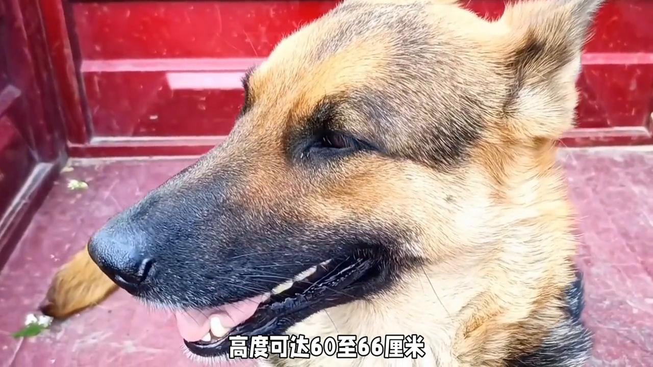 德牧和马犬的混血,德牧凶还是马犬凶
