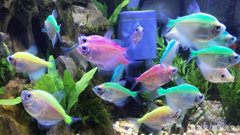 养鱼的技巧和方法大全,家庭养鱼的方法和技巧