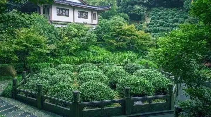 中国六大茶中最贵的茶,中国十大最贵的茶排名