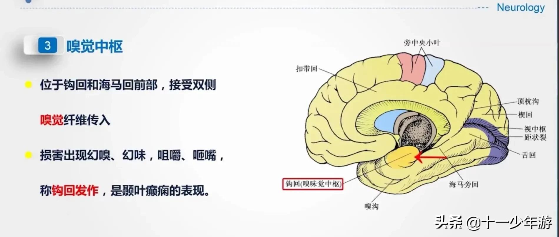 大脑的结构解剖示意图,大脑镰下疝解剖结构