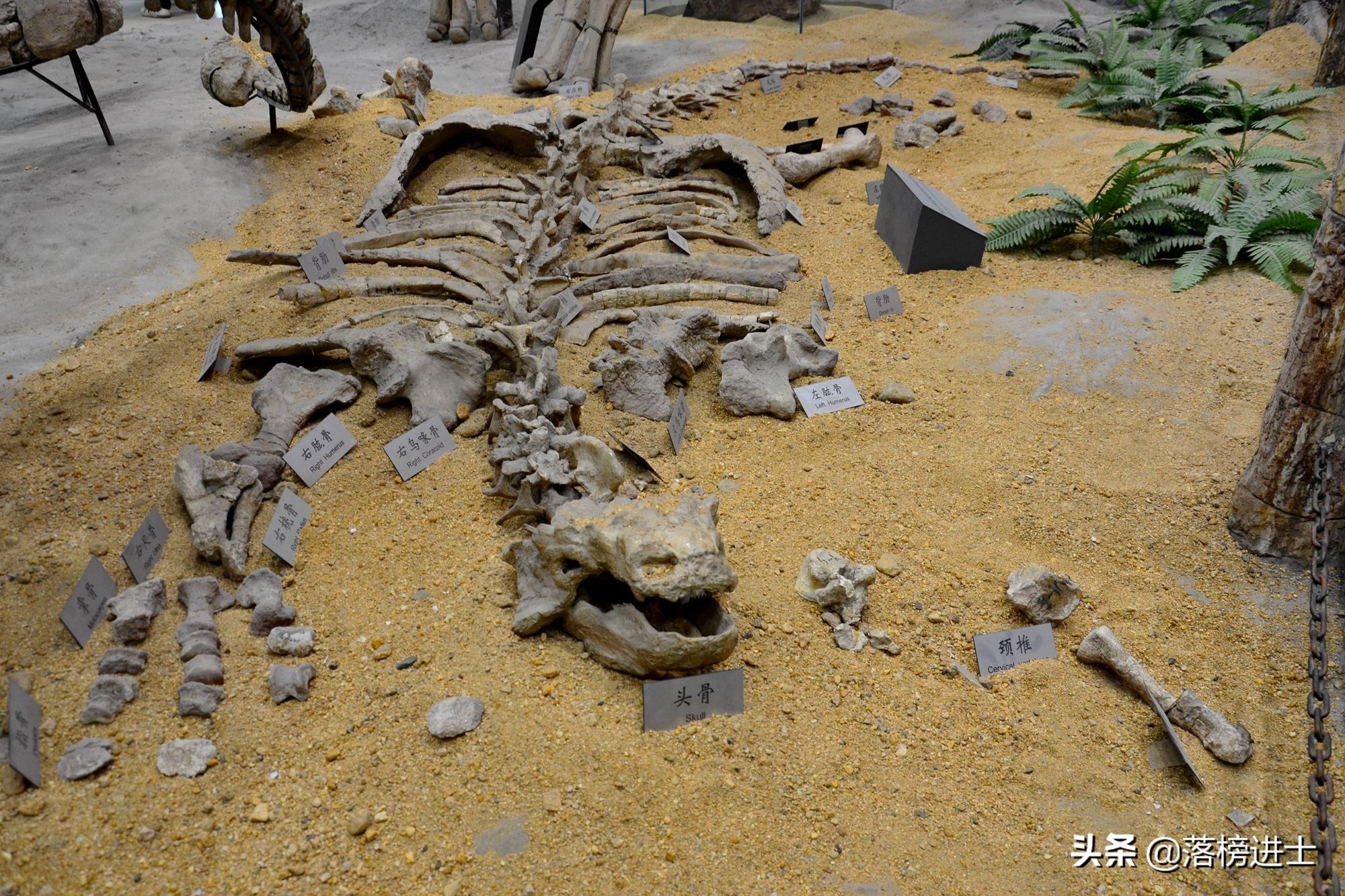 石家庄哪个博物馆里有恐龙化石,石家庄博物馆里有恐龙化石吗