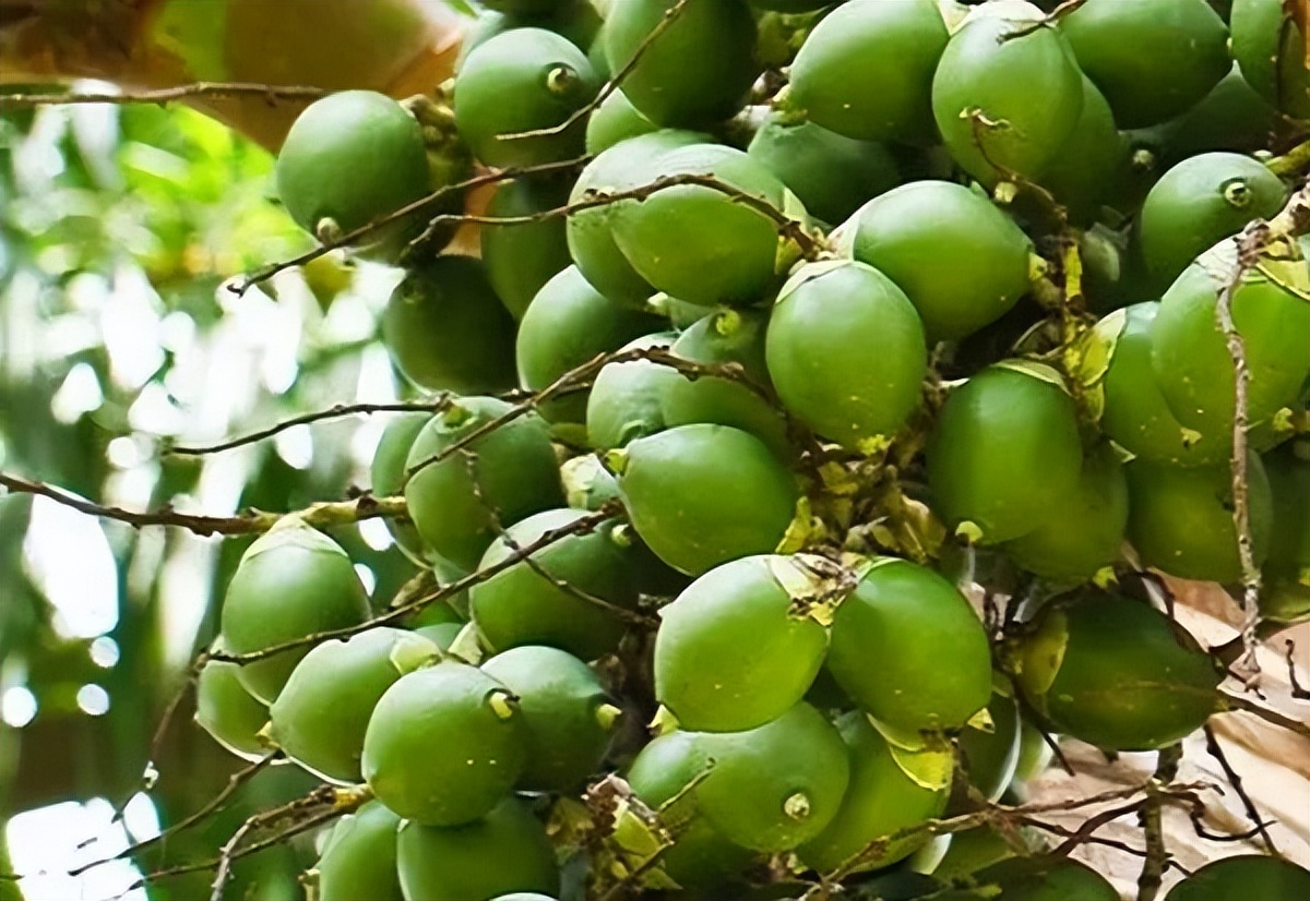 一级致癌物槟榔的危害有哪些,槟榔为什么被列为一级致癌物