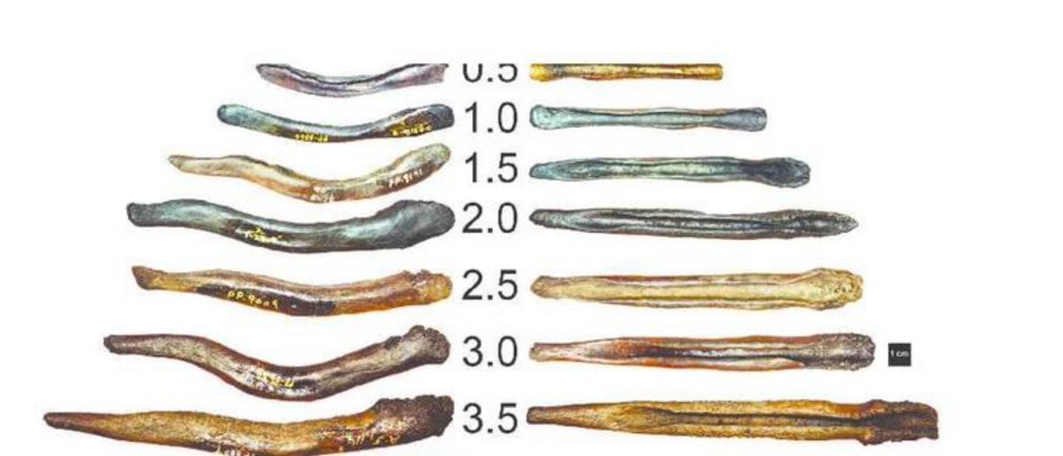 什么是“阴茎骨”？百万年前人类曾拥有！现在算进化还是退化了？