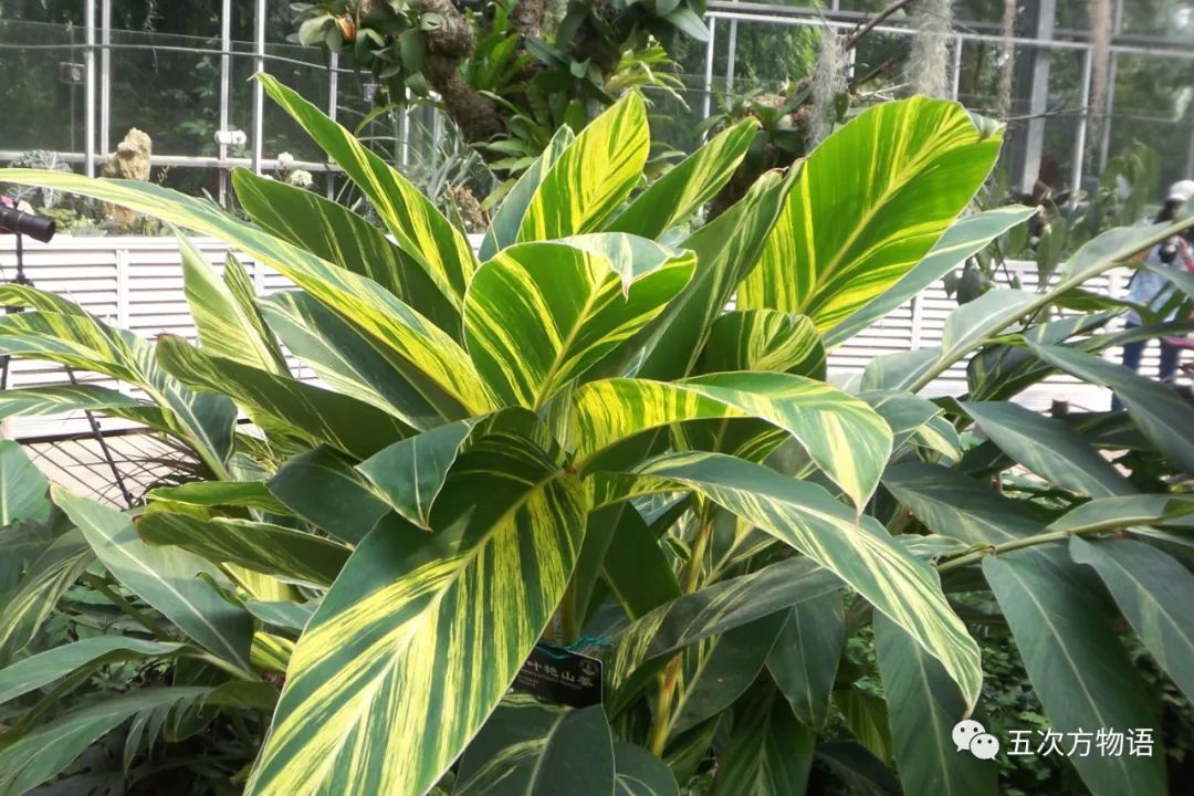 姜类香辛料都包含哪些种,12种必须了解的香料作用和用量