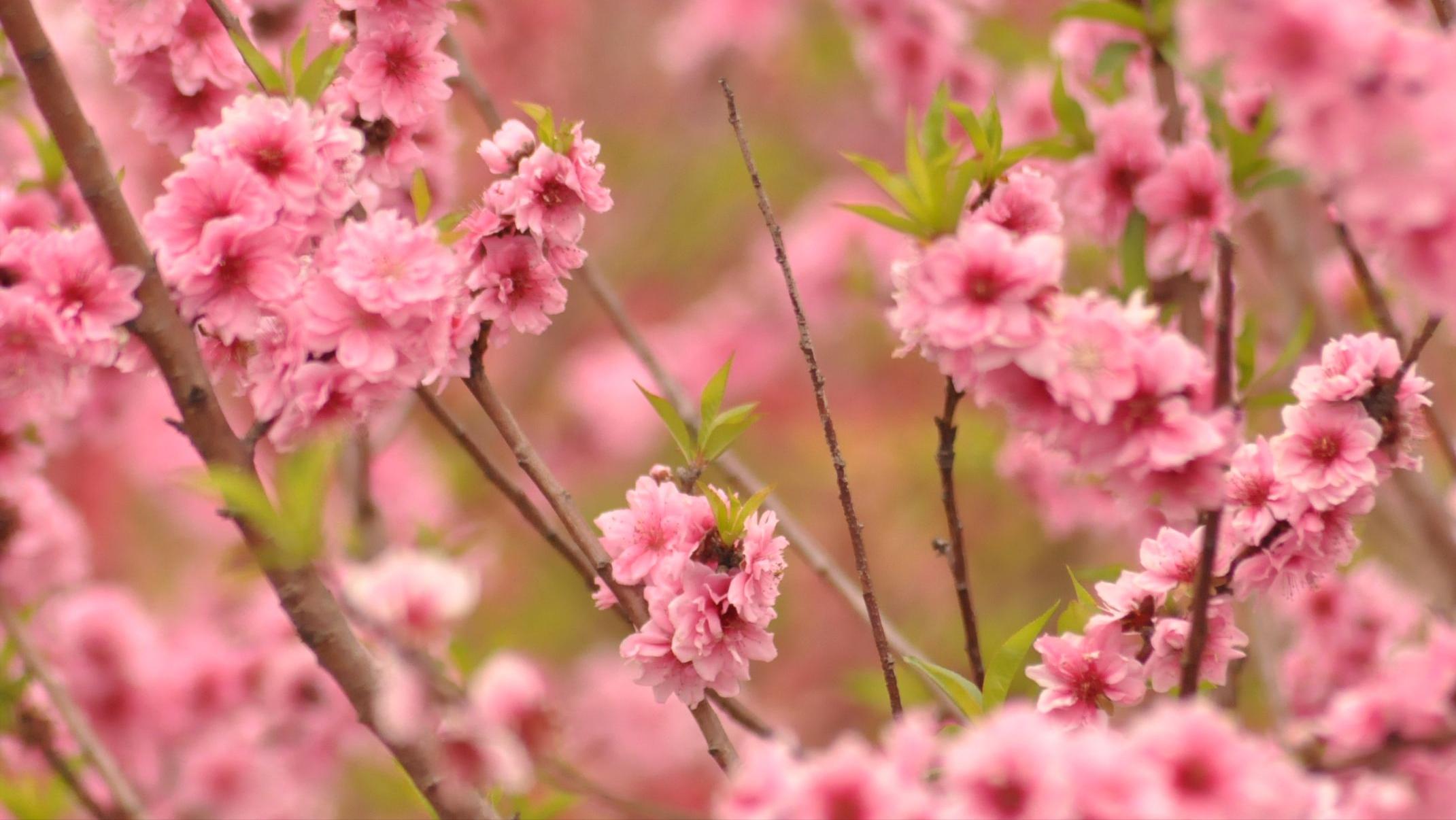 12首关于春风的小诗，浴春风十里，享万般情思