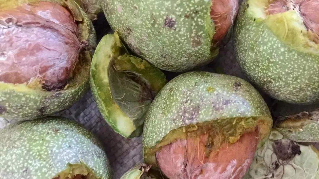 吃个鲜核桃真不容易,吃鲜核桃的季节到了