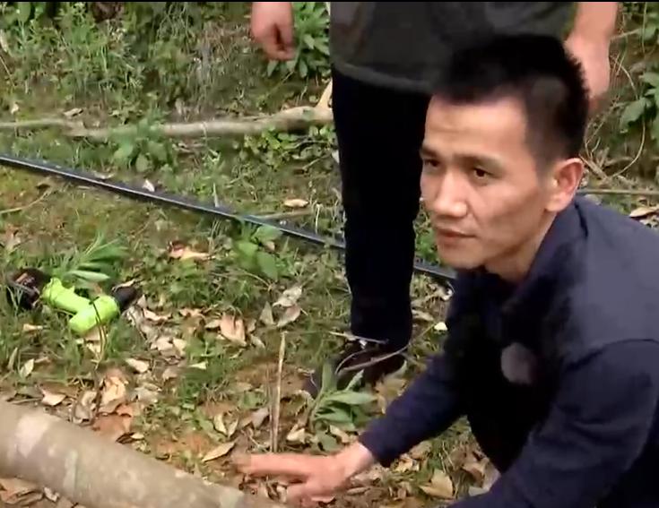 男子烧山被抓种树一万株,福建男子放火获刑11年