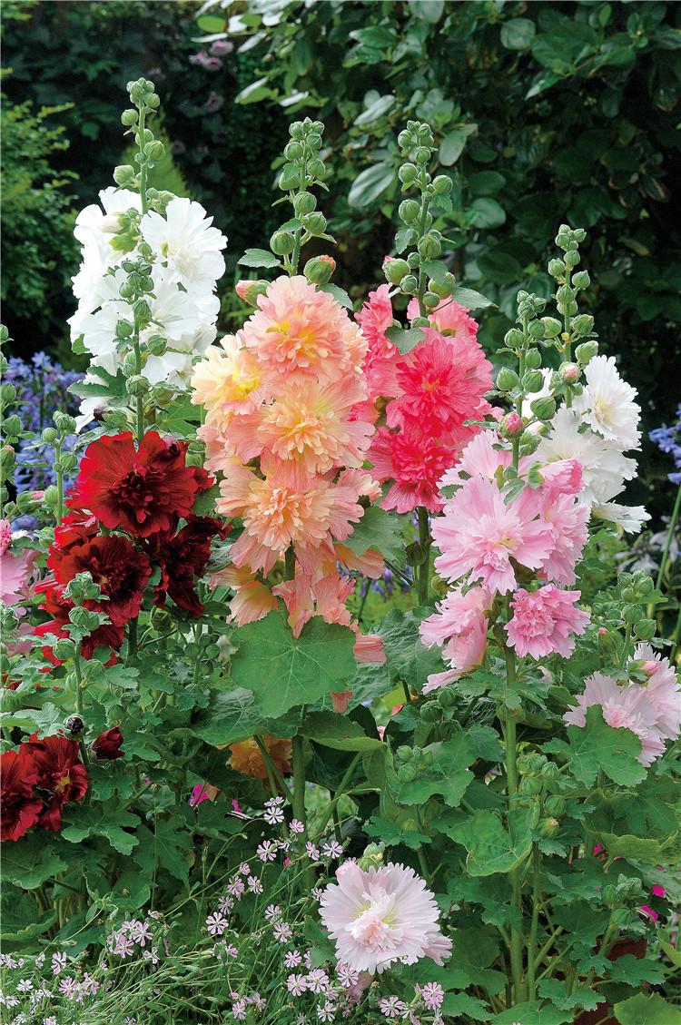 室外冻不死的十种花草,零下30度冻不死的露台植物