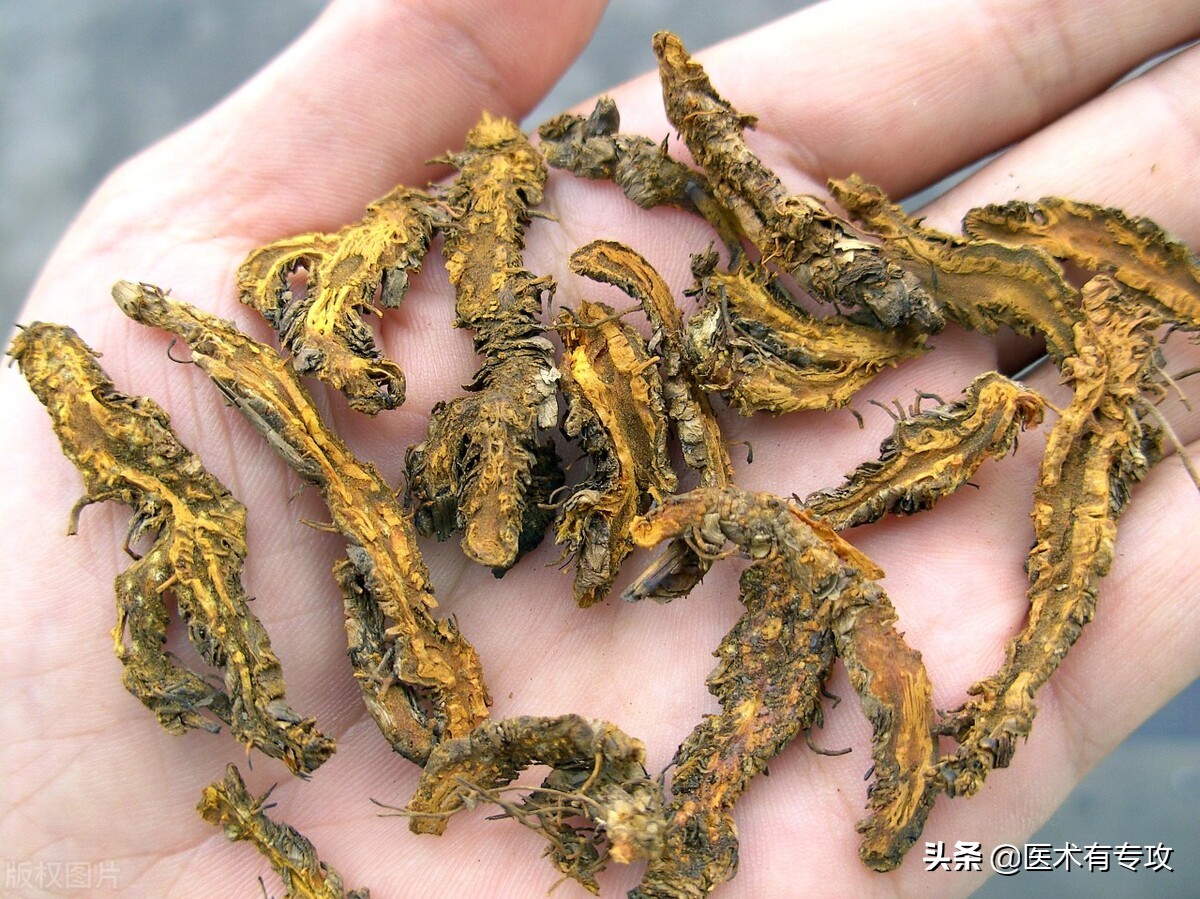 每天一味中药视频,每天一片黄连