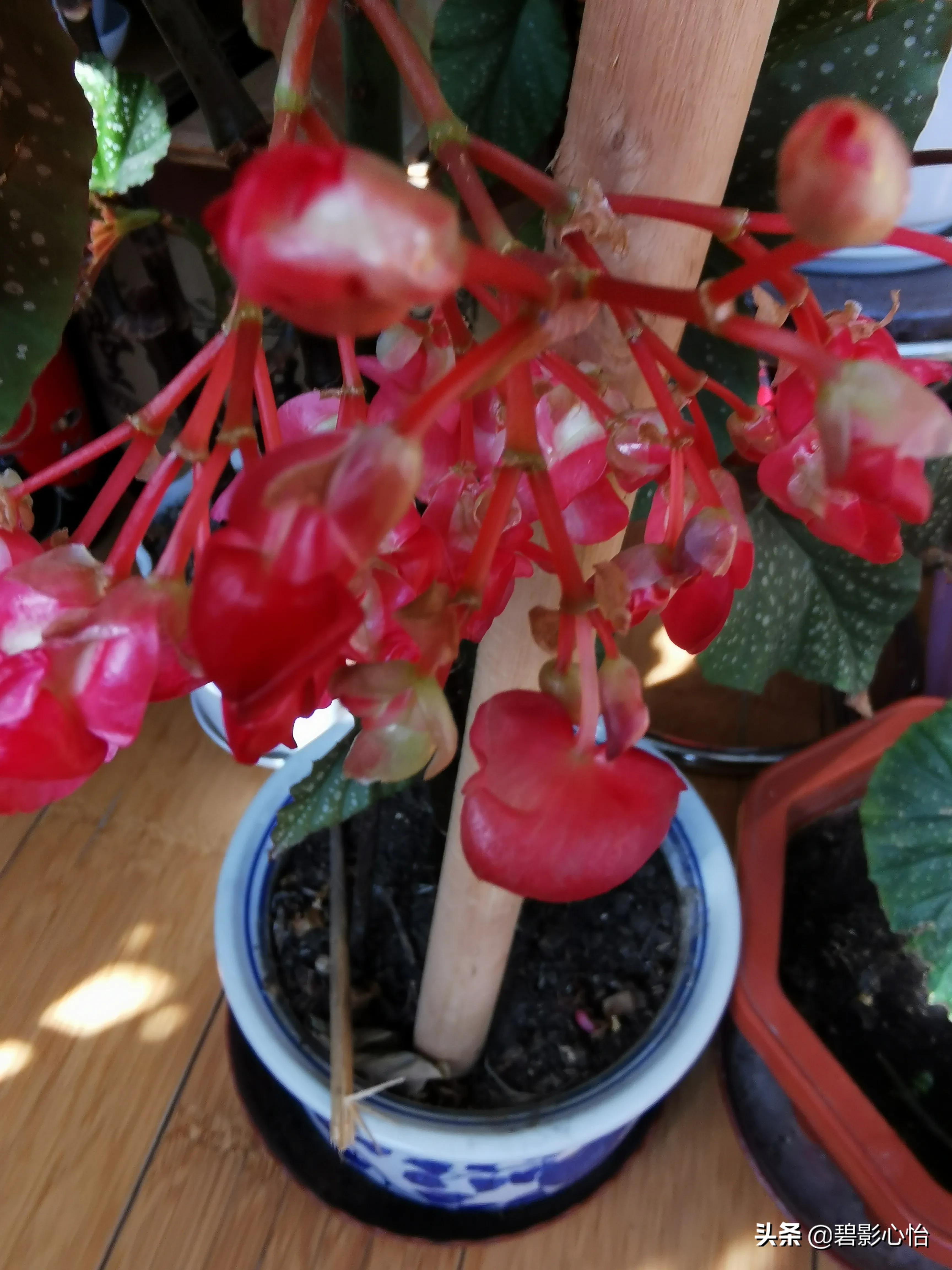 竹节海棠怎么养又粗又壮,竹节海棠怎么养叶片又宽又大