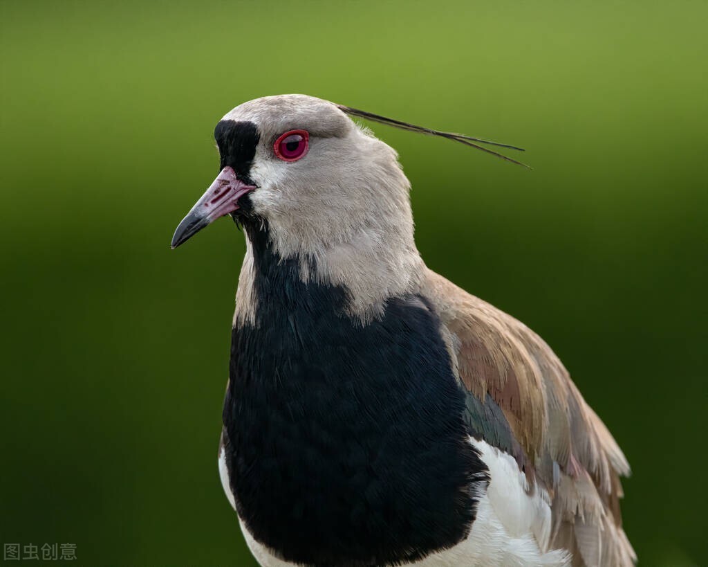 作文打羽毛球二年级,作文打羽毛球400字过程