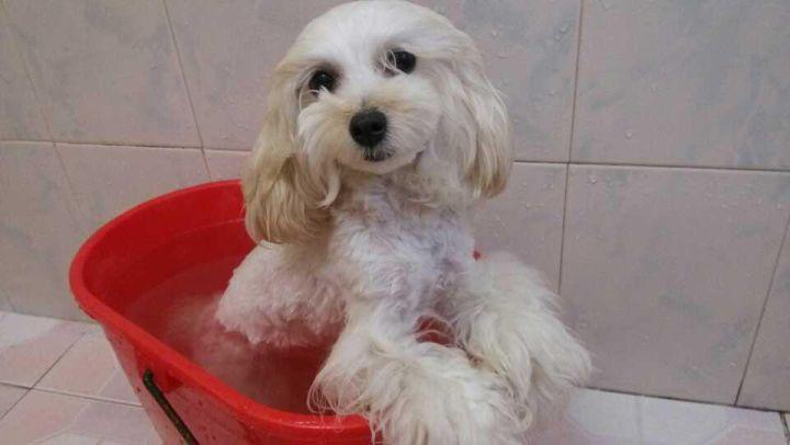 狗狗冬天掉毛怎么办完整版,狗狗冬天掉绒毛厉害怎么办