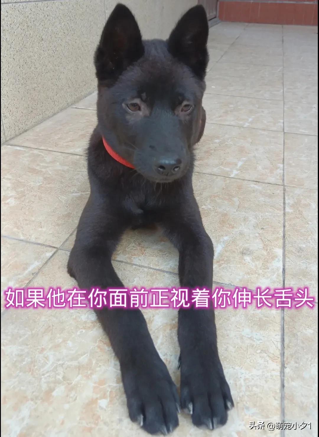 狗狗怕主人怎么样能恢复正常,狗狗怕打针扛着主人跑了