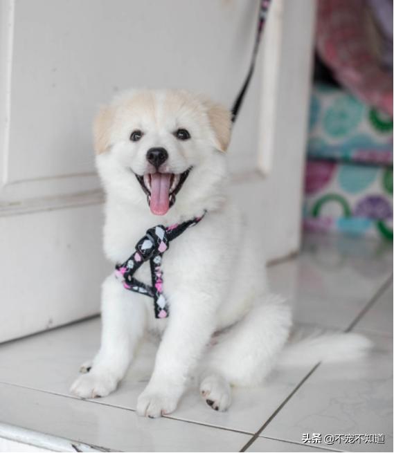 狗狗吐舌头才是健康的吗,狗狗吐舌头怎样是正常