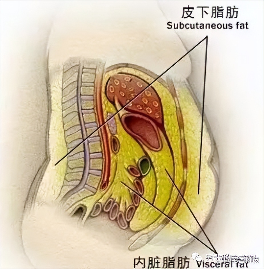 教你看懂检测报告,看懂体测报告中的骨骼肌与体脂