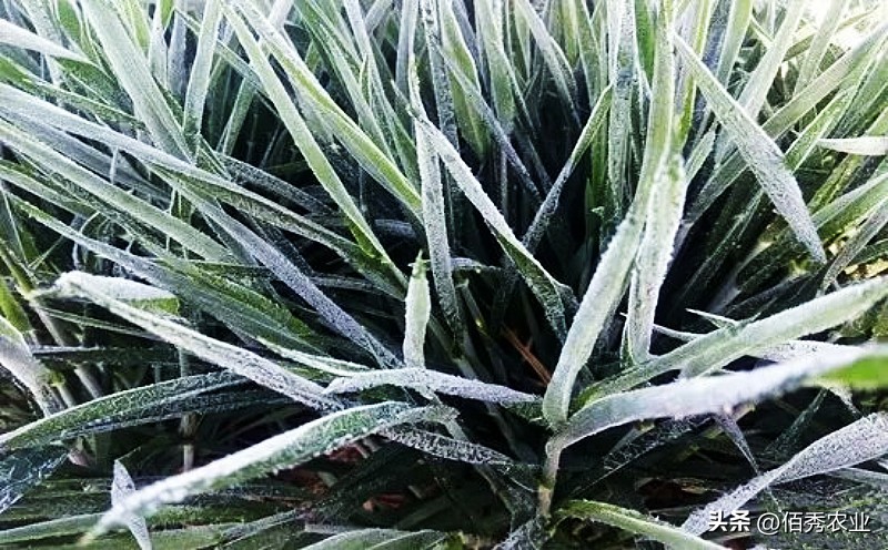北方小麦干枯死亡，是秸秆还田还是种子不抗冻导致？有补救方法吗