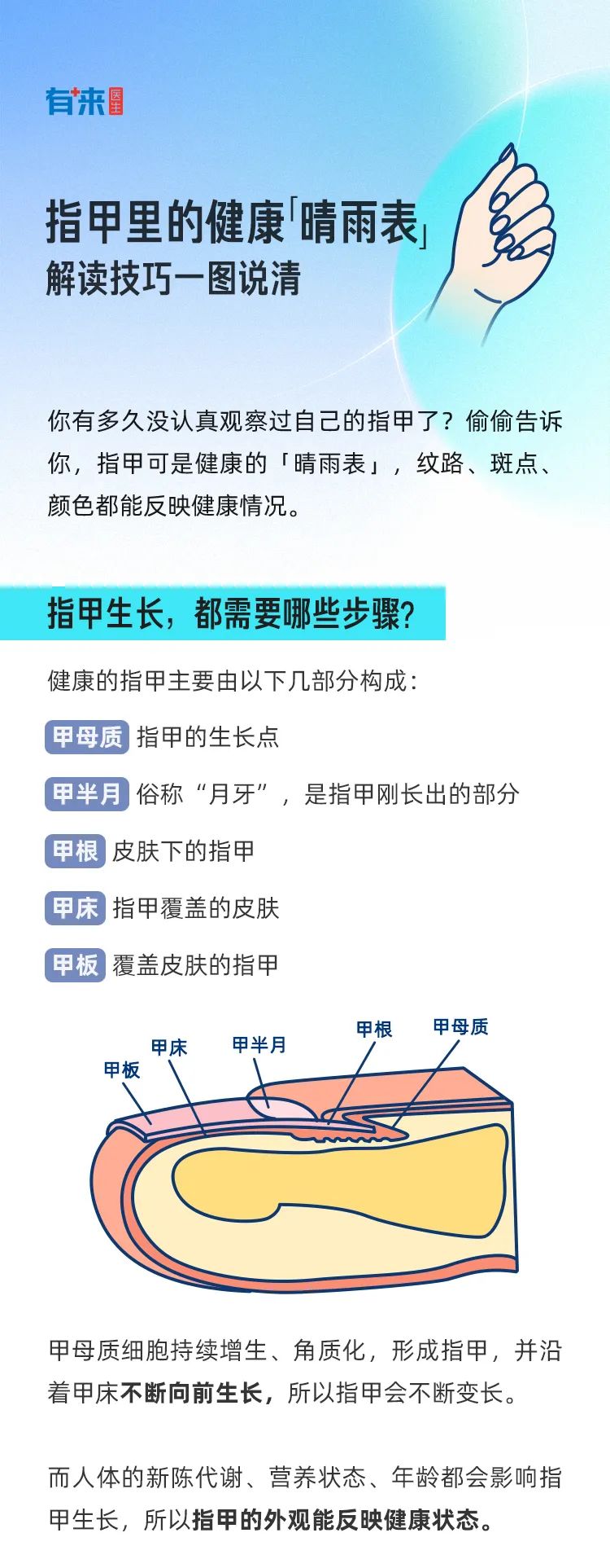指甲是健康的晴雨表,指甲上月牙是健康晴雨表