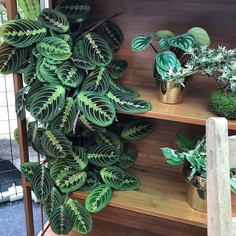 水里倒点酒，给花擦一擦，油光锃亮，比打激素还灵