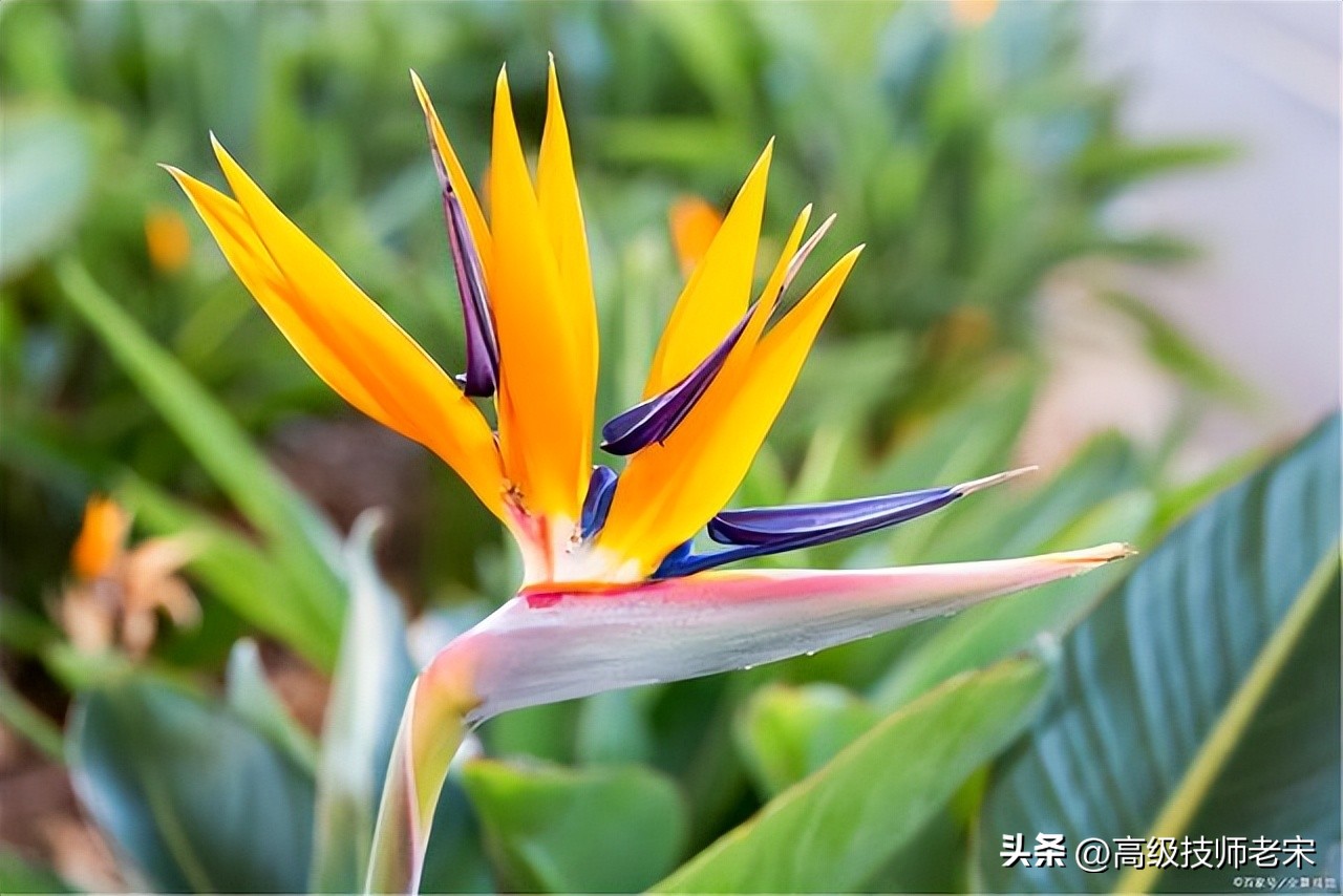 富贵鸟喜欢土潮湿养护吗,富贵鸟怎么管理和施肥