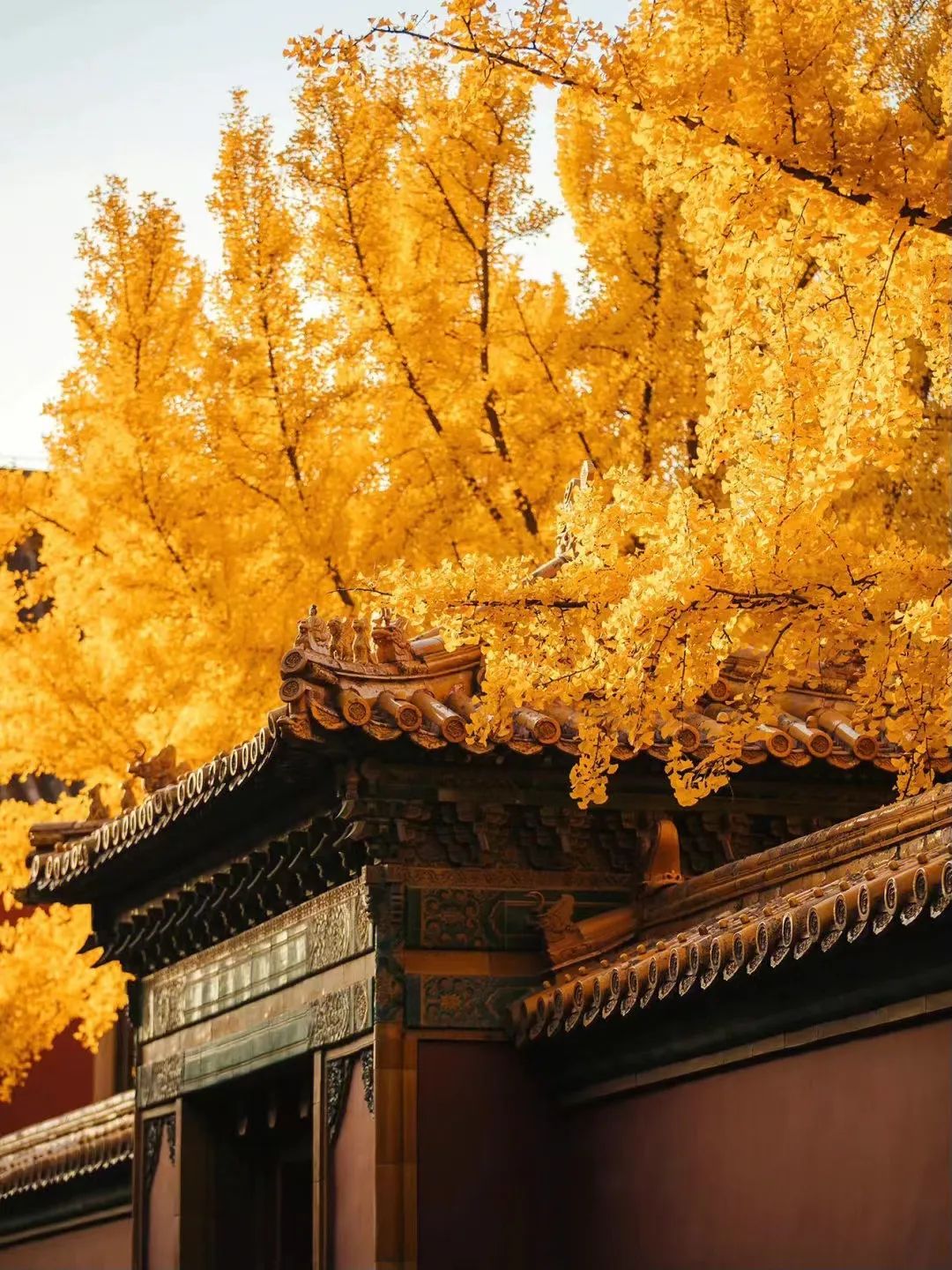 一入秋北京就变成了北平原文,一入秋北京就成了北平是谁说的