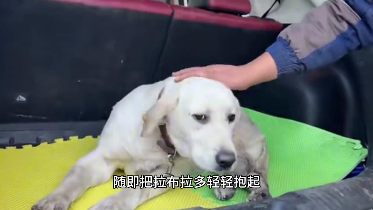 拉布拉多拿头撞狗,拉布拉多被车撞