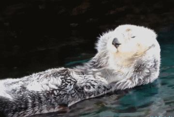 偷猎动物有多残忍,动物也会外遇